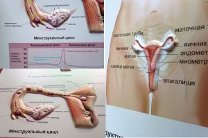 3D анатомические плакаты Женская репродуктивная система