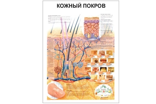 Анатомический плакат "Кожный покров"