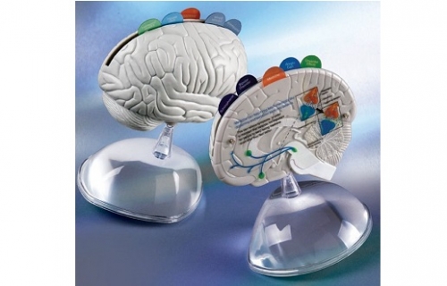 Анатомическая модель мозг с логотипом