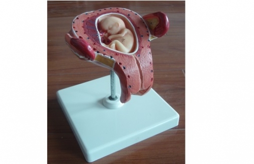 Анатомическая модель эмбриона с логотипом