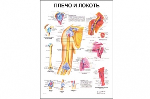 Анатомический плакат &quot;Плечо и локоть&quot;