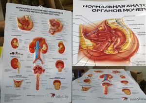 3D анатомические плакаты Органы мочеполовой системы