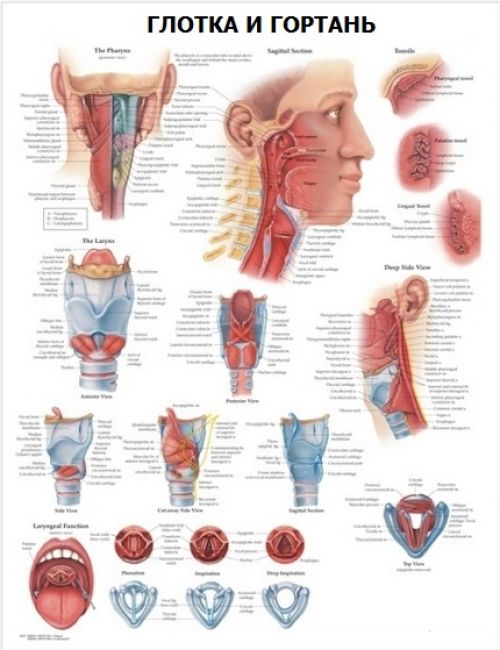 Анатомический плакат Глотка и гортань с логотипом