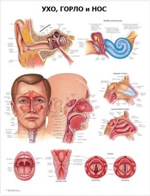 Анатомический плакат Ухо, горло, нос