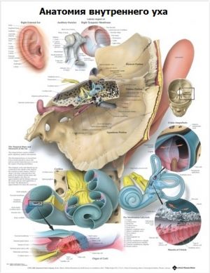 Анатомический плакат Анатомия внутреннего уха с логотипом