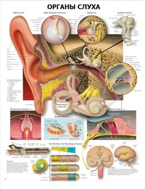 Анатомический плакат Органы слуха с логотипом