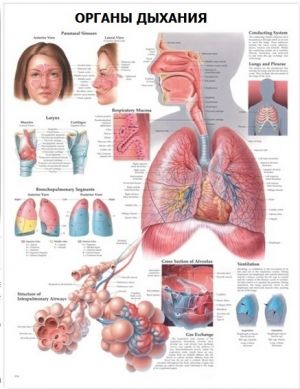 Анатомический плакат Органы дыхания