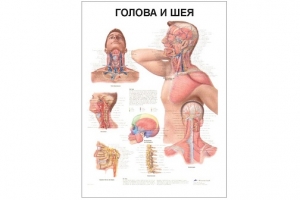 Анатомический плакат &quot;Голова и шея&quot;
