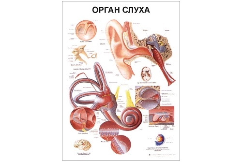 Анатомический плакат &quot;Органы слуха&quot;