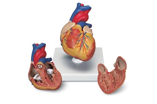 Анатомическая модель сердца