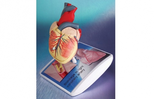 Анатомическая модель сердце с логотипом