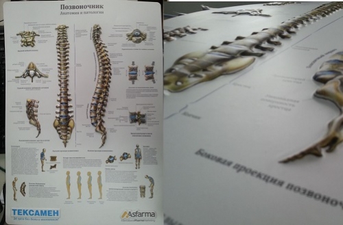 3D анатомические плакаты с логотипом