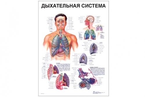 Анатомический плакат &quot;Органы дыхания&quot;